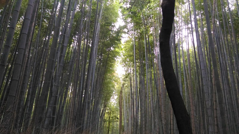 Bamboos.