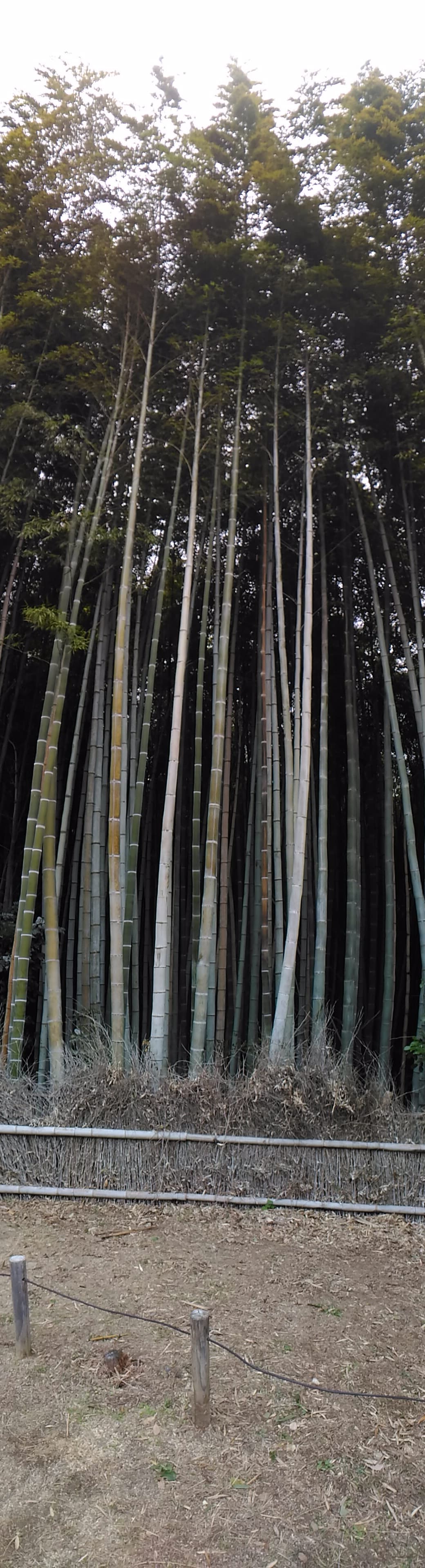 Un bamboo.